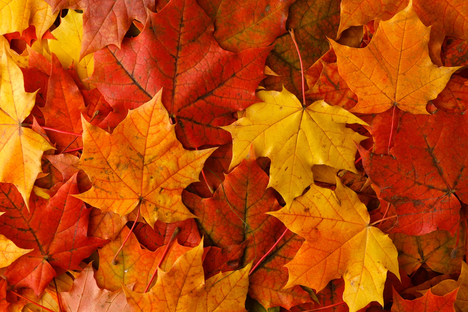 2025 Fall Foliage Schedule in Colorado